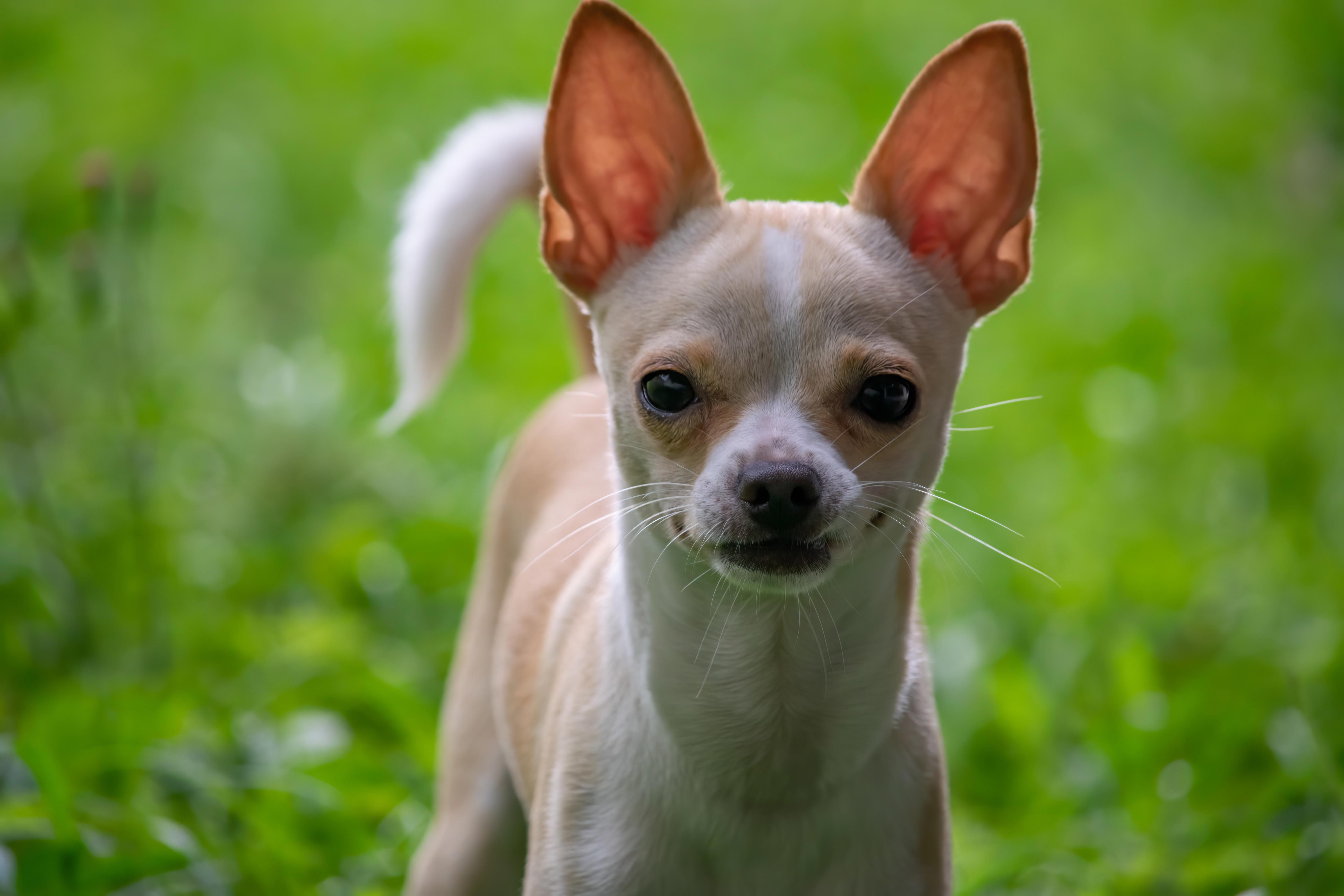 The Do's and Don'ts of Feeding Your Chihuahua: A Guide to Safe Human Foods